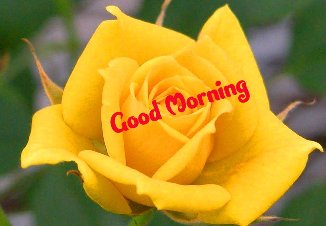 Beautiful Good Morning Wishes Images Pics photo Download 