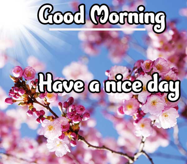 Beautiful Good Morning Wishes Images Pics Wallpaper Download 