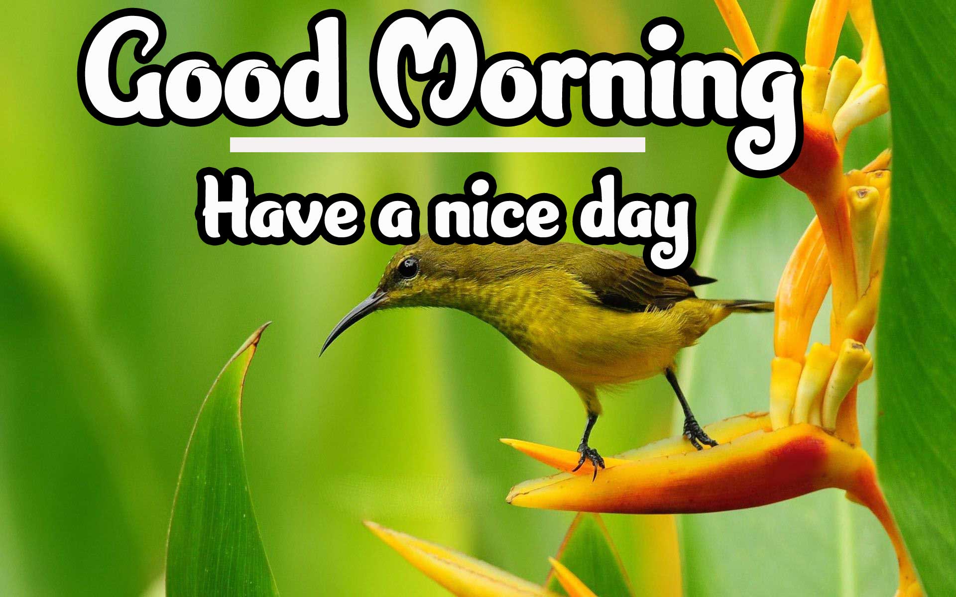 Beautiful Good Morning Wishes Images Pics Wallpaper Free Download 