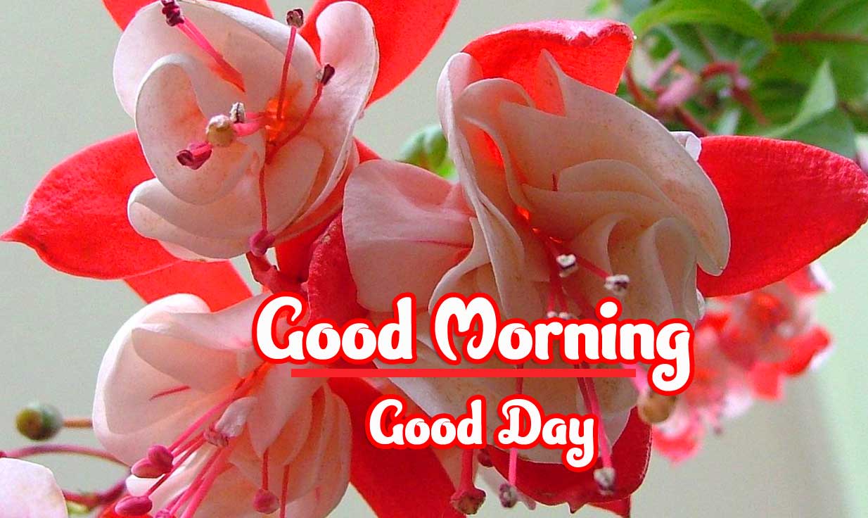 Beautiful Good Morning Wishes Images pics Download 