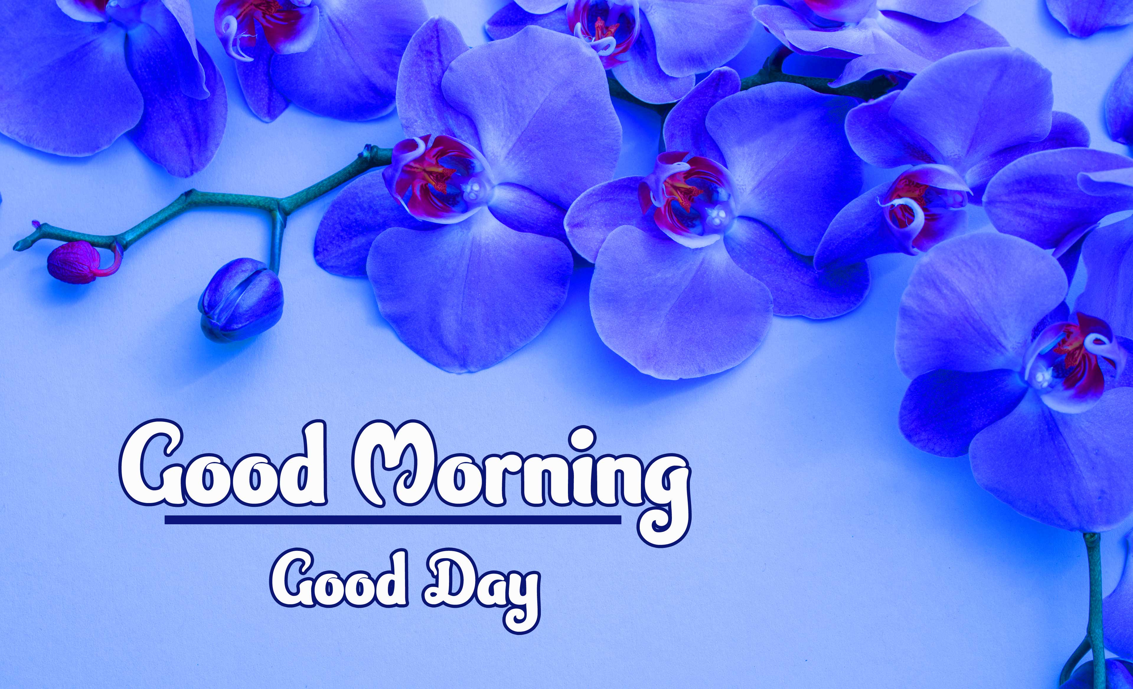 Best Free Beautiful Good Morning Wishes Images Pic Download 