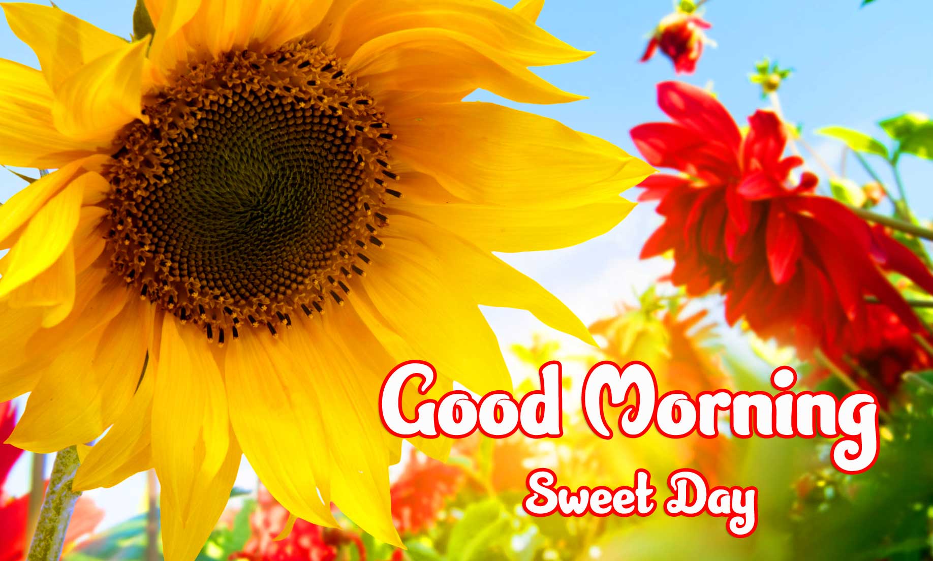 Beautiful Good Morning Wishes Images pics free download