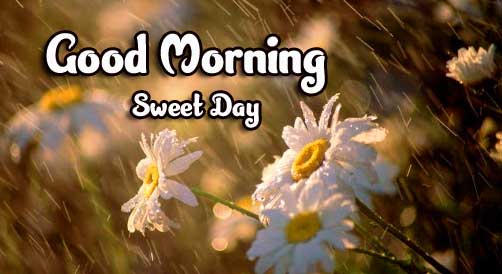 Beautiful Good Morning Wishes Images photo free Download 