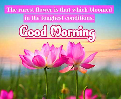 1989+ Best Happy Flowers Good Morning Wishes Images Download