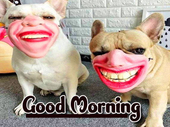 Funny Good Morning Wishes Images Download 104
