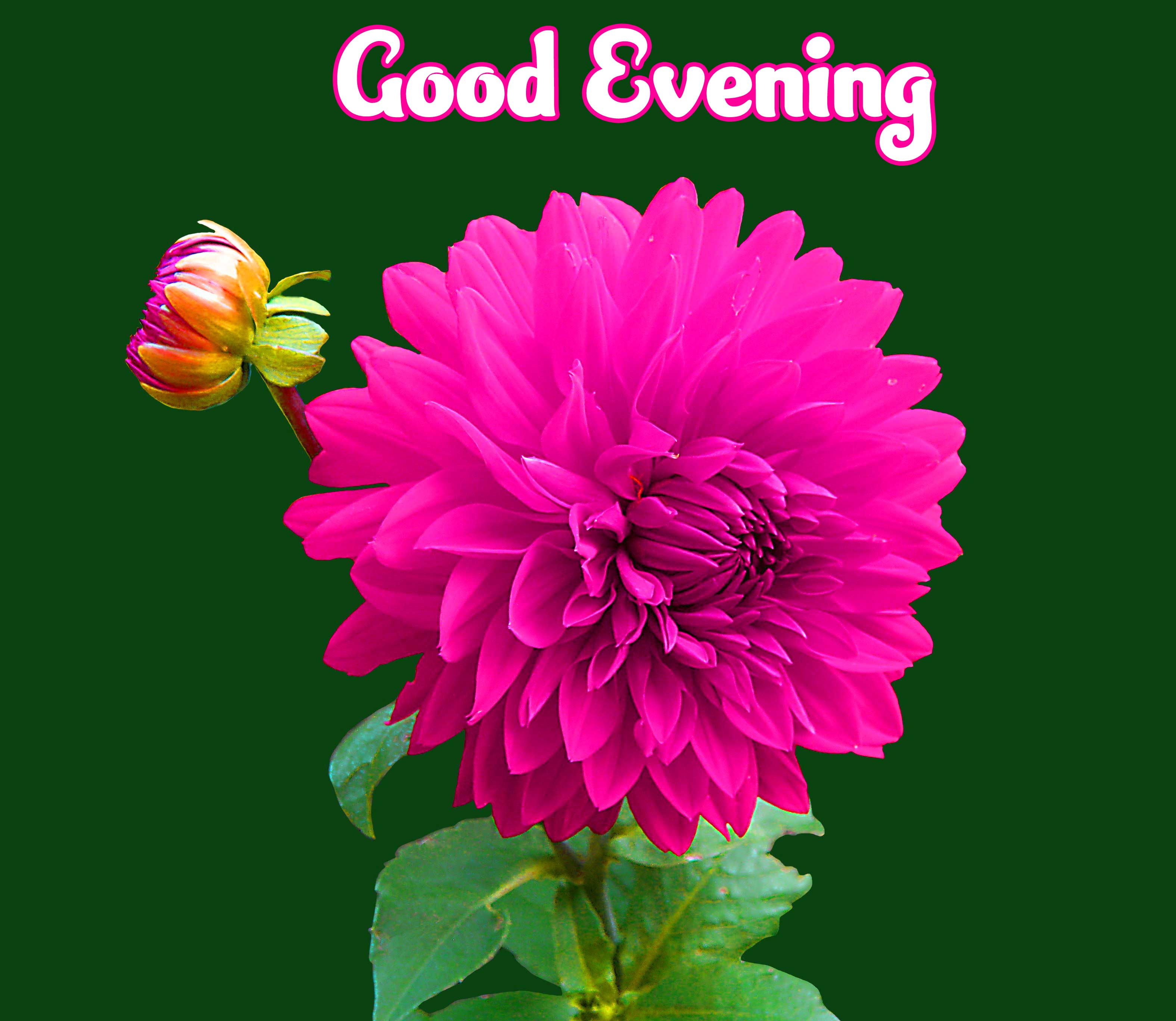 All Beautiful Good Evening Wishes Images pics Download 