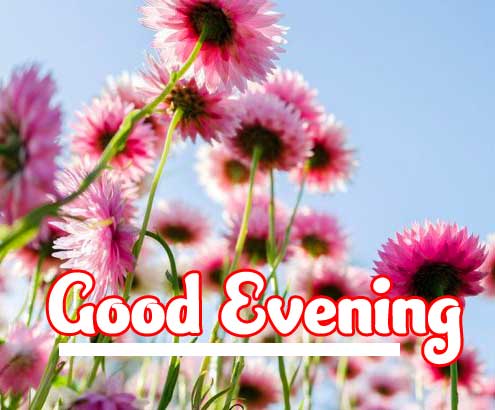 Good Evening Wishes Images Pics Wallpaper Download 
