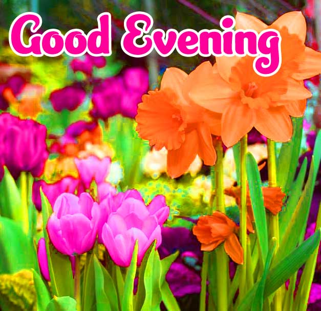 Good Evening Wishes Images Wallpaper free Download 