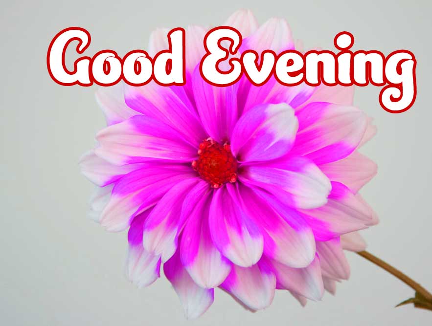 Flower Good Evening Wishes Images Pics Download 