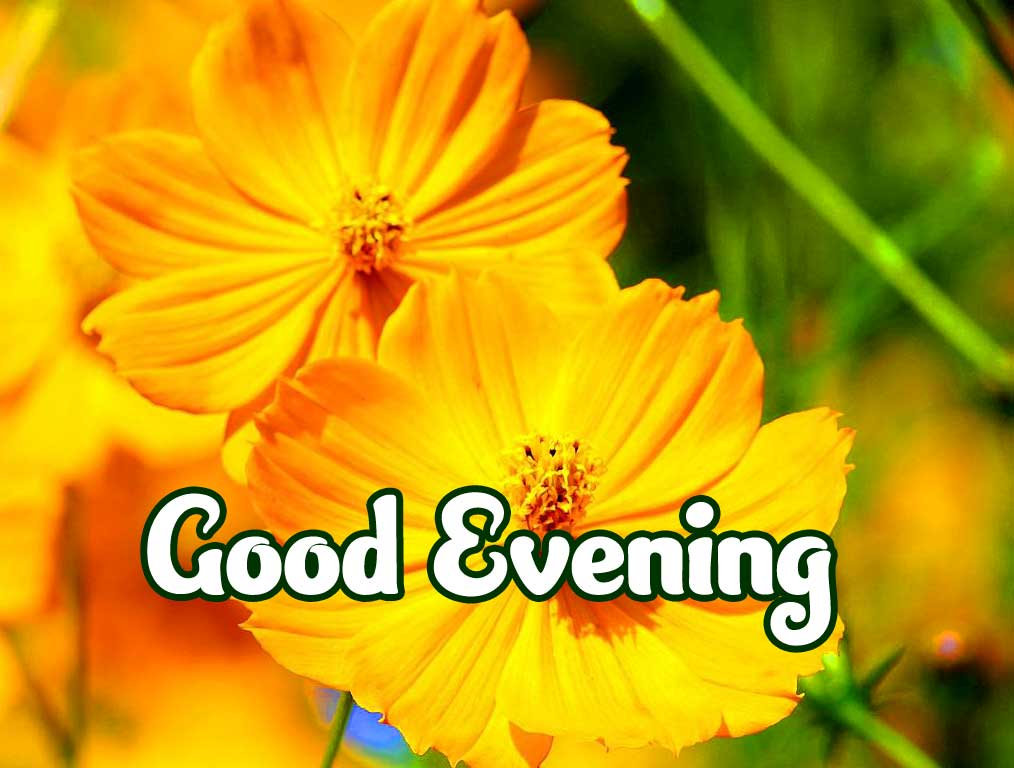 Beautiful Good Evening Wishes Images pics Free Download 
