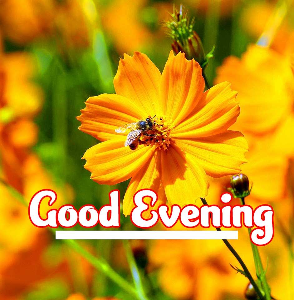 Beautiful Good Evening Wishes Images Pics Pictures Download 