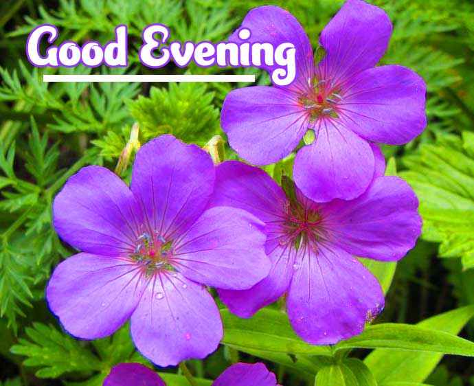 Beautiful Good Evening Wishes Images Pics Wallpaper Download 