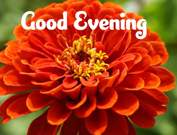 Beautiful Good Evening Wishes Images Pics free Download 