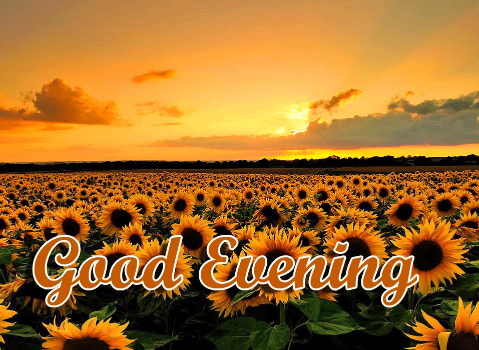 Good Evening Wishes Images Download 69