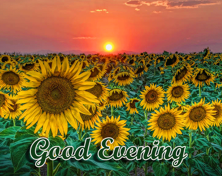 Good Evening Wishes Images Download 77