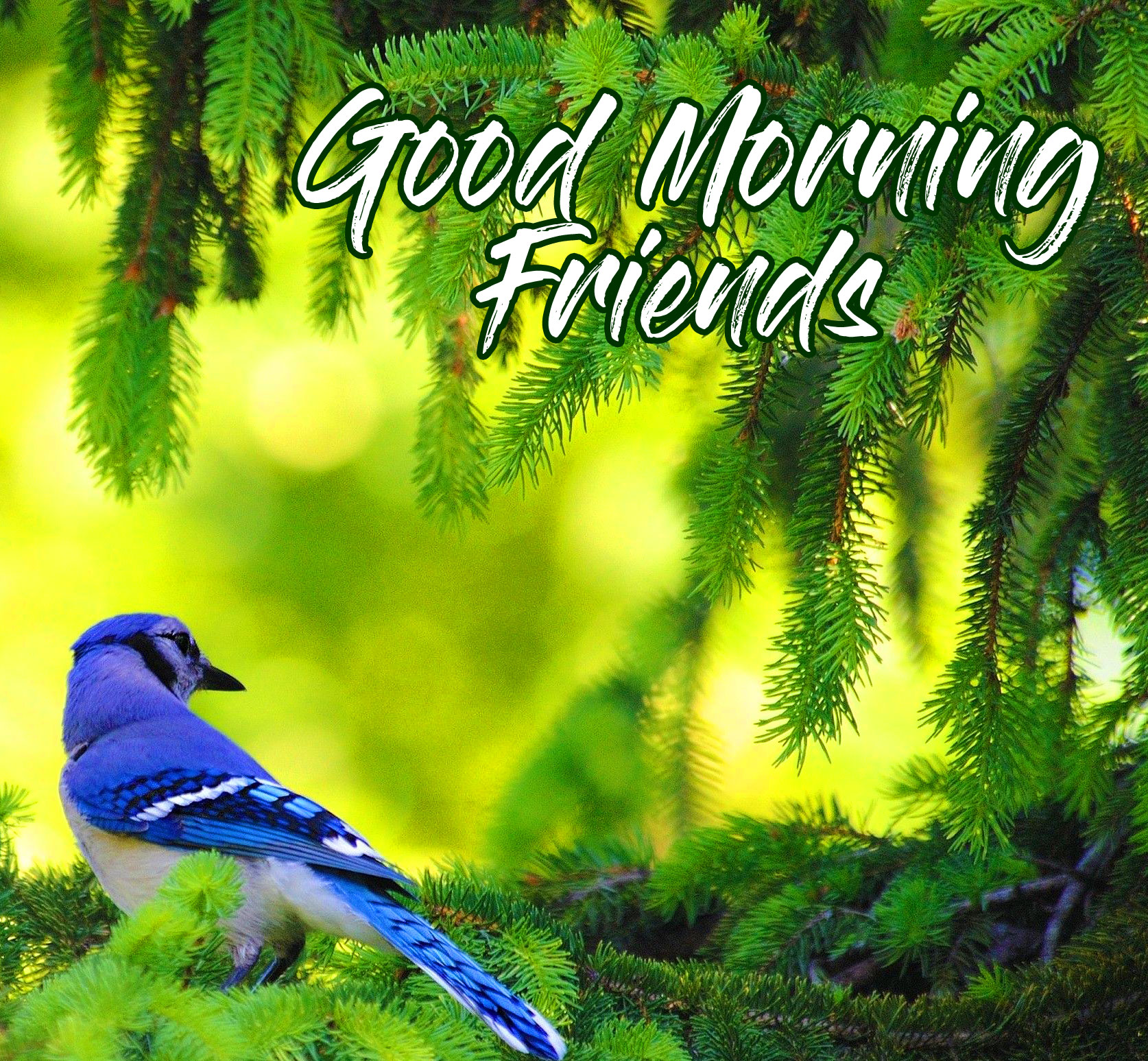 Good Morning Friends Images Wallpaper Pics Download 