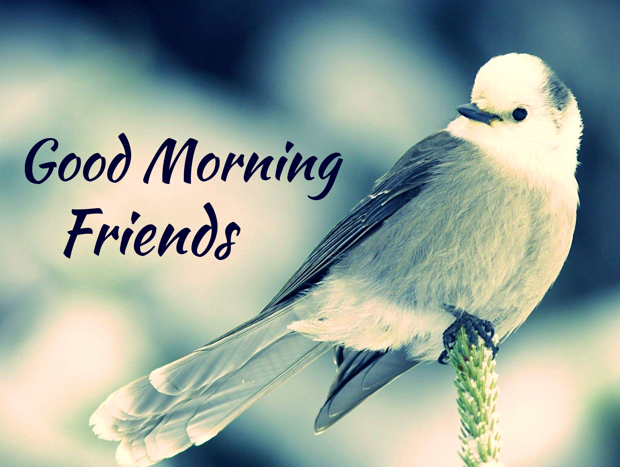 Good Morning Friends Images Pics Wallpaper free Download 