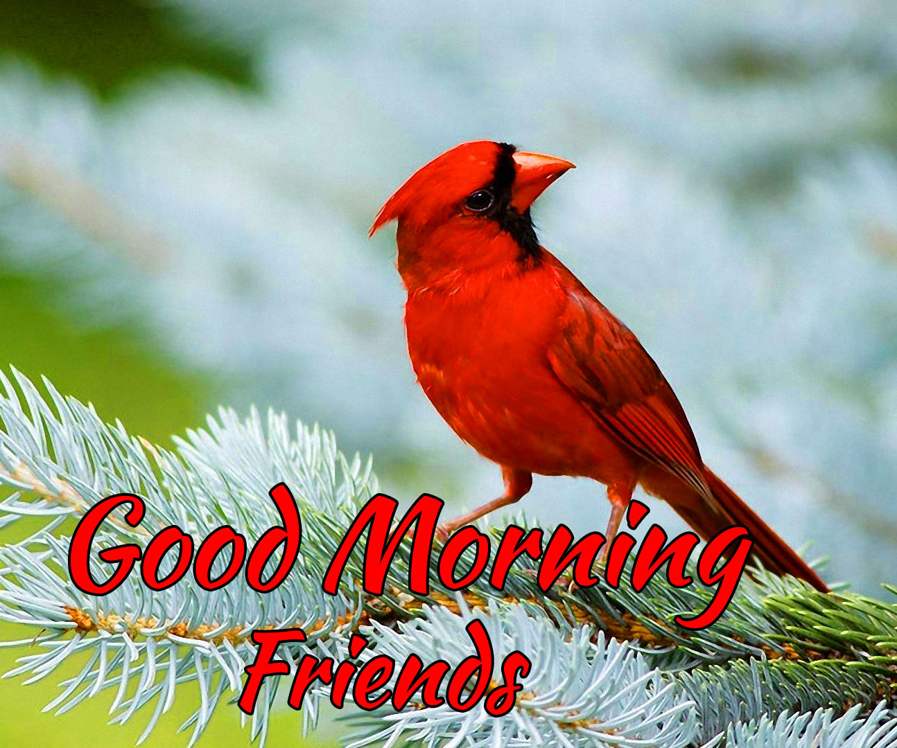 Good Morning Friends Images Wallpaper photo Download 
