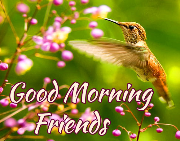Good Morning Friends Images Wallpaper pics Free Download 