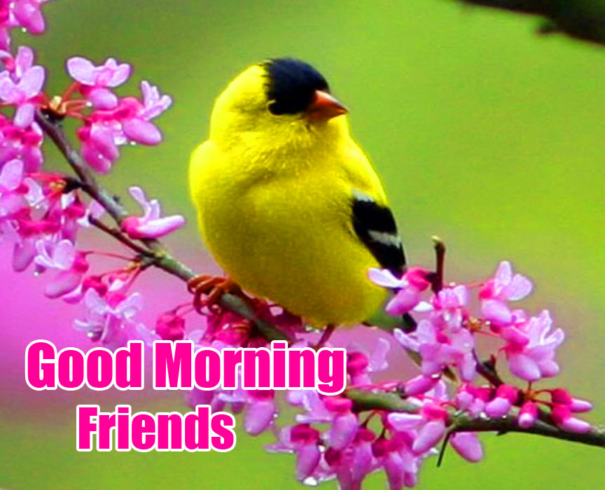 Good Morning Friends Images Wallpaper Pics Free Download 