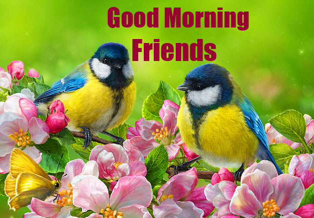 Good Morning Friends Images Wallpaper Pics for Facebook