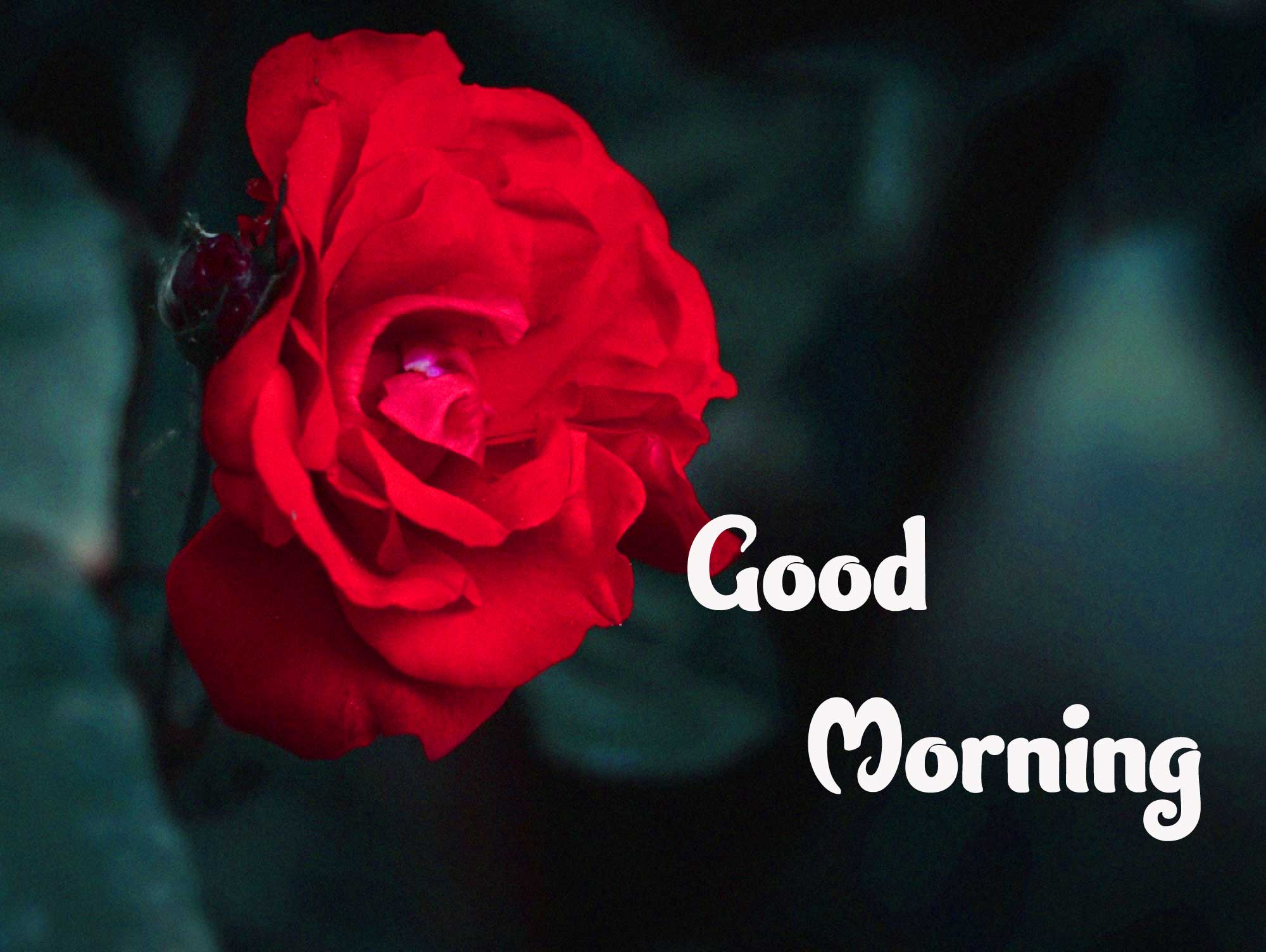 Good Morning Photo Pics pictures Download 