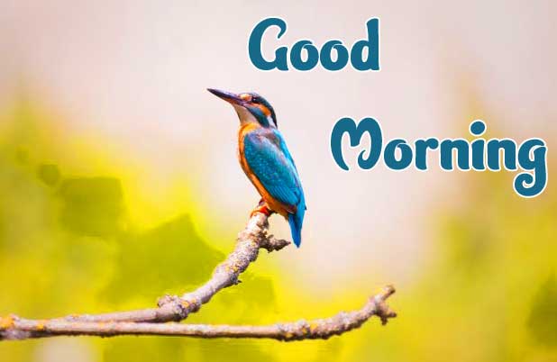 Latest Free Good Morning Wallpaper Pics pictures Download