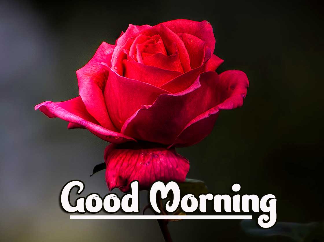 Rose Good Morning Wallpaper pics pictures Download 