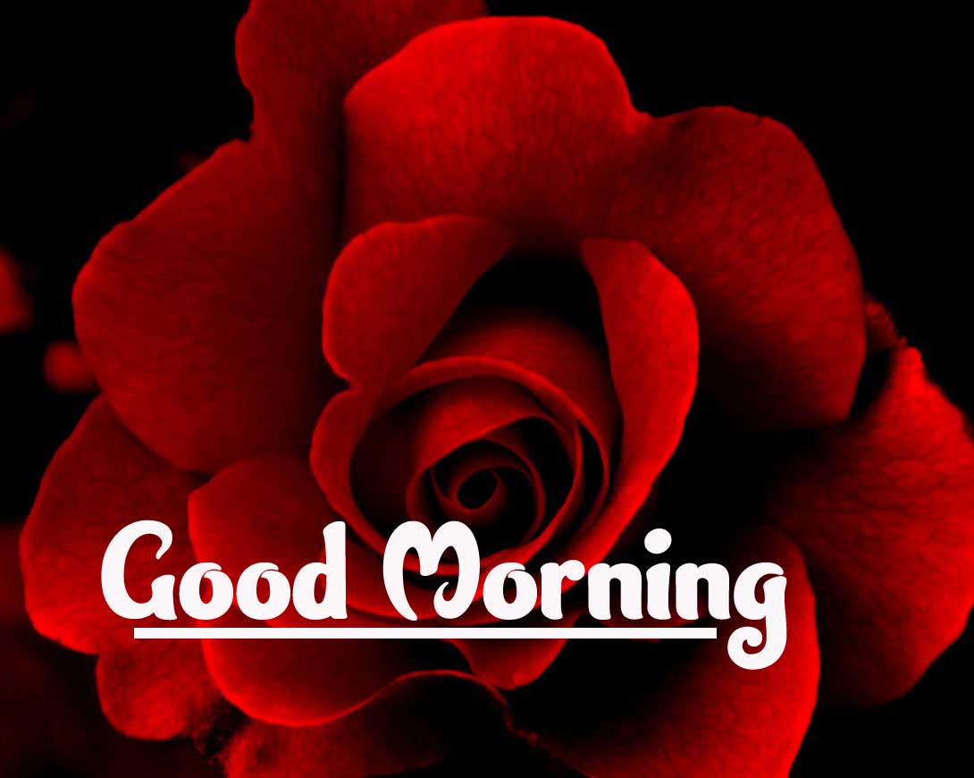 Rose Free Good Morning Wallpaper Pics Download 