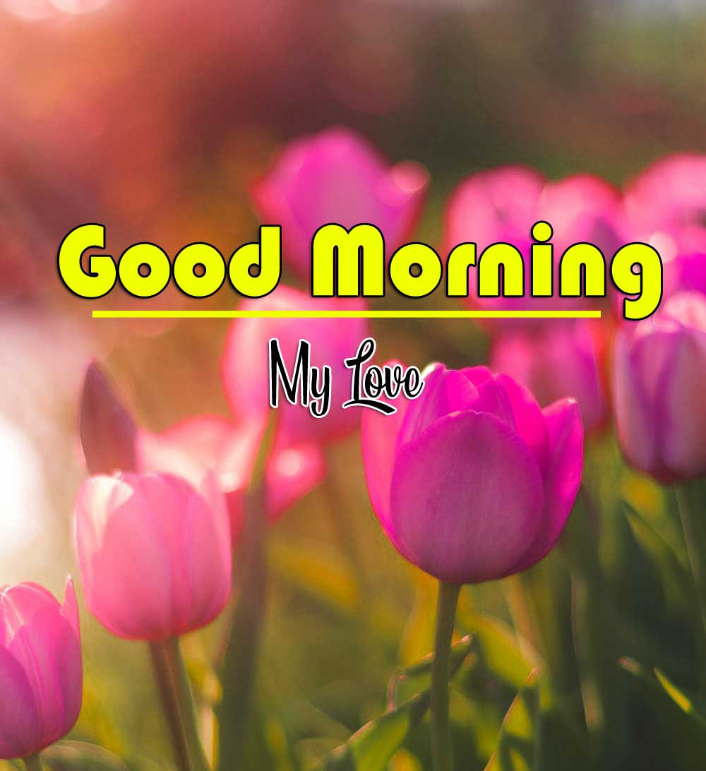 Good Morning Wishes pics Wallpaper Free Download 