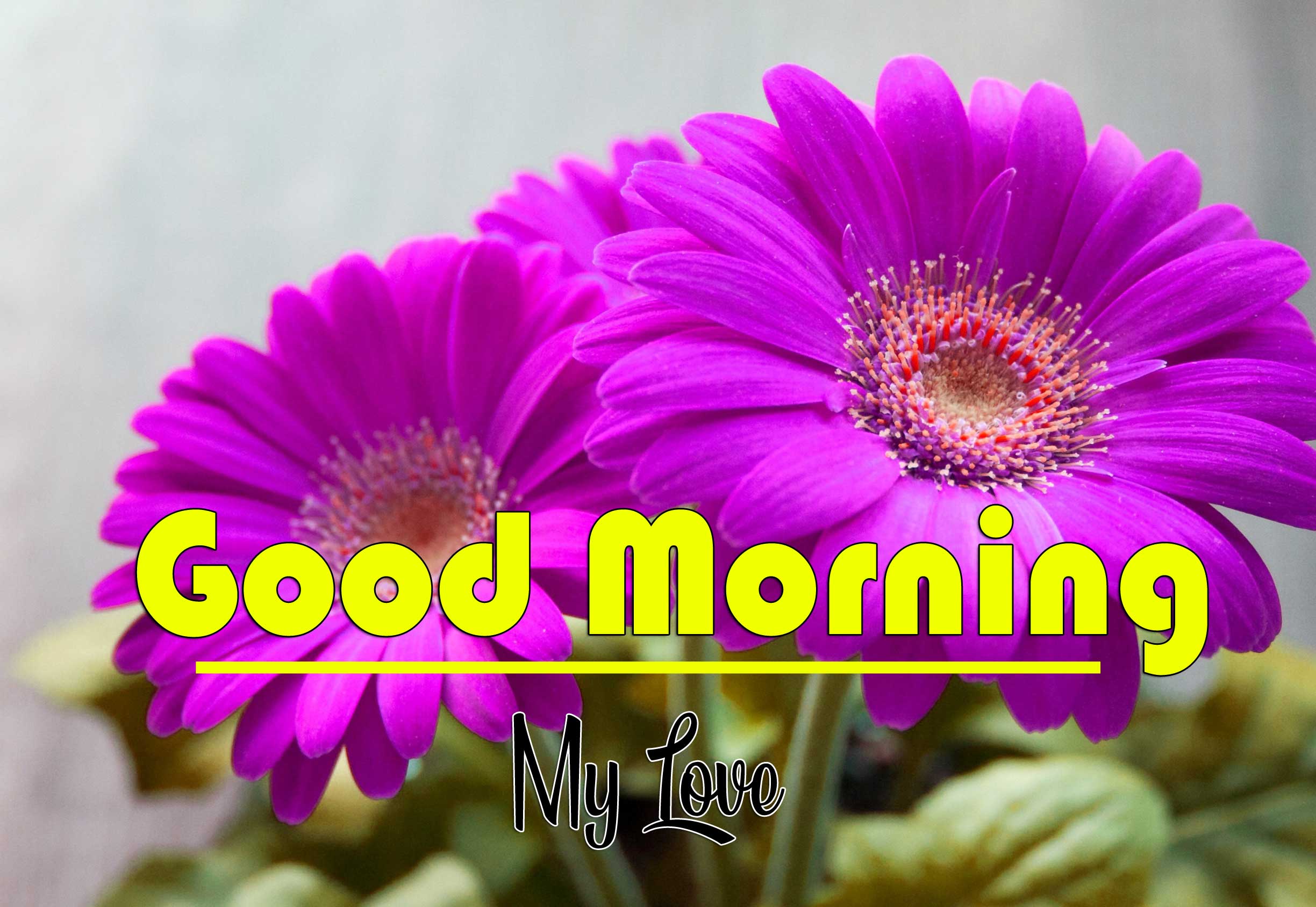 Good Morning Wishes pics Wallpaper Download 