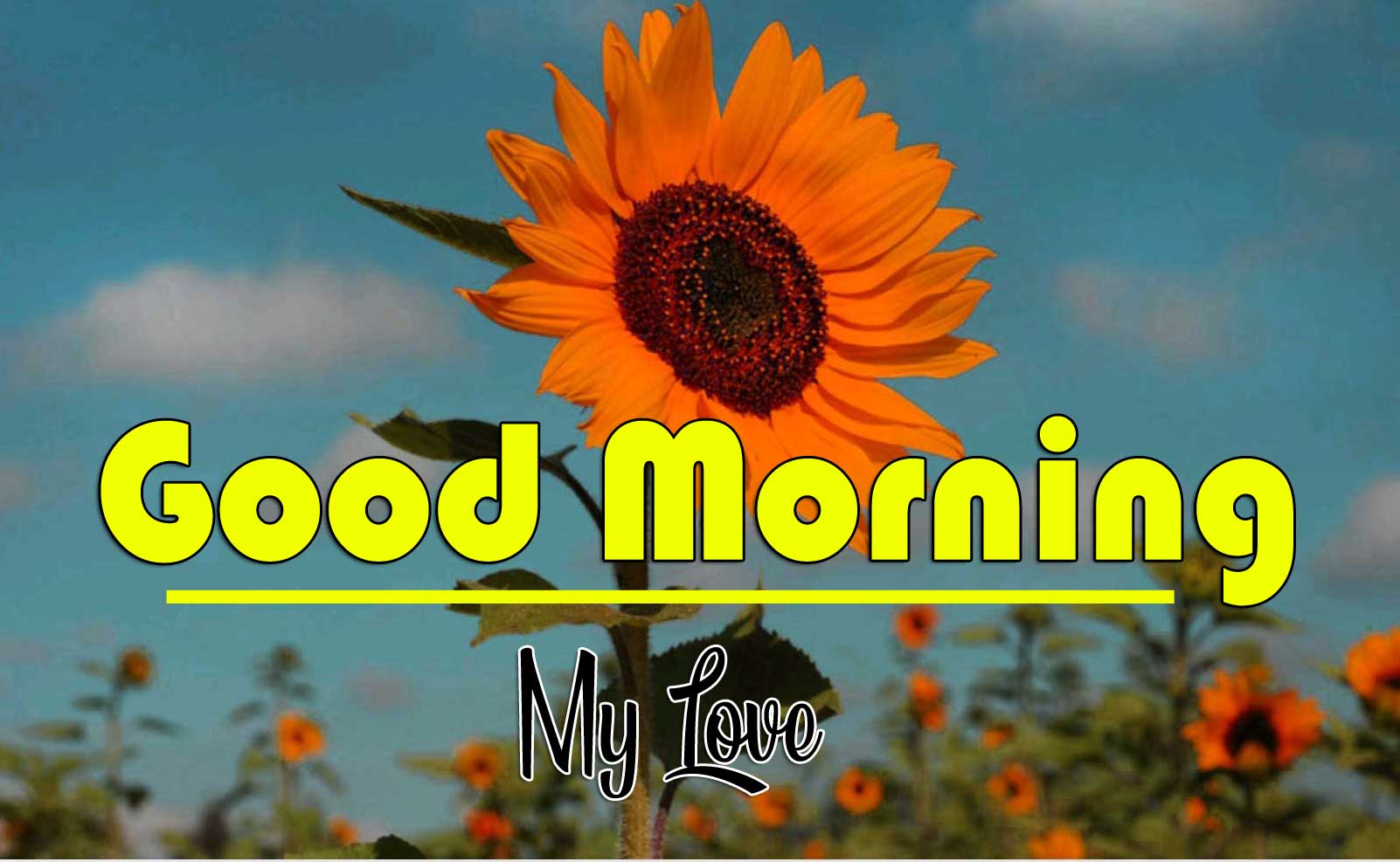 Good Morning Wishes Wallpaper Pics Download 