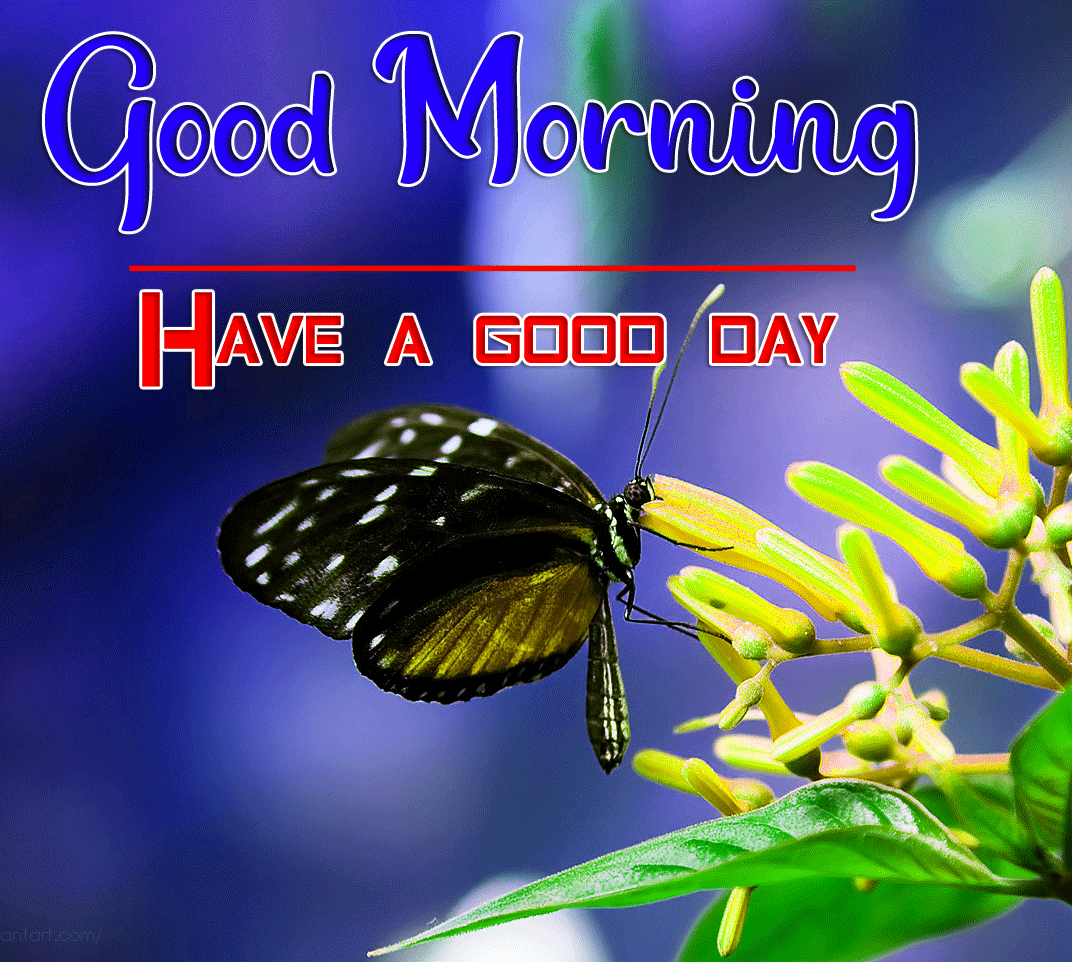 Good Morning Wishes Images HD 1080p 30