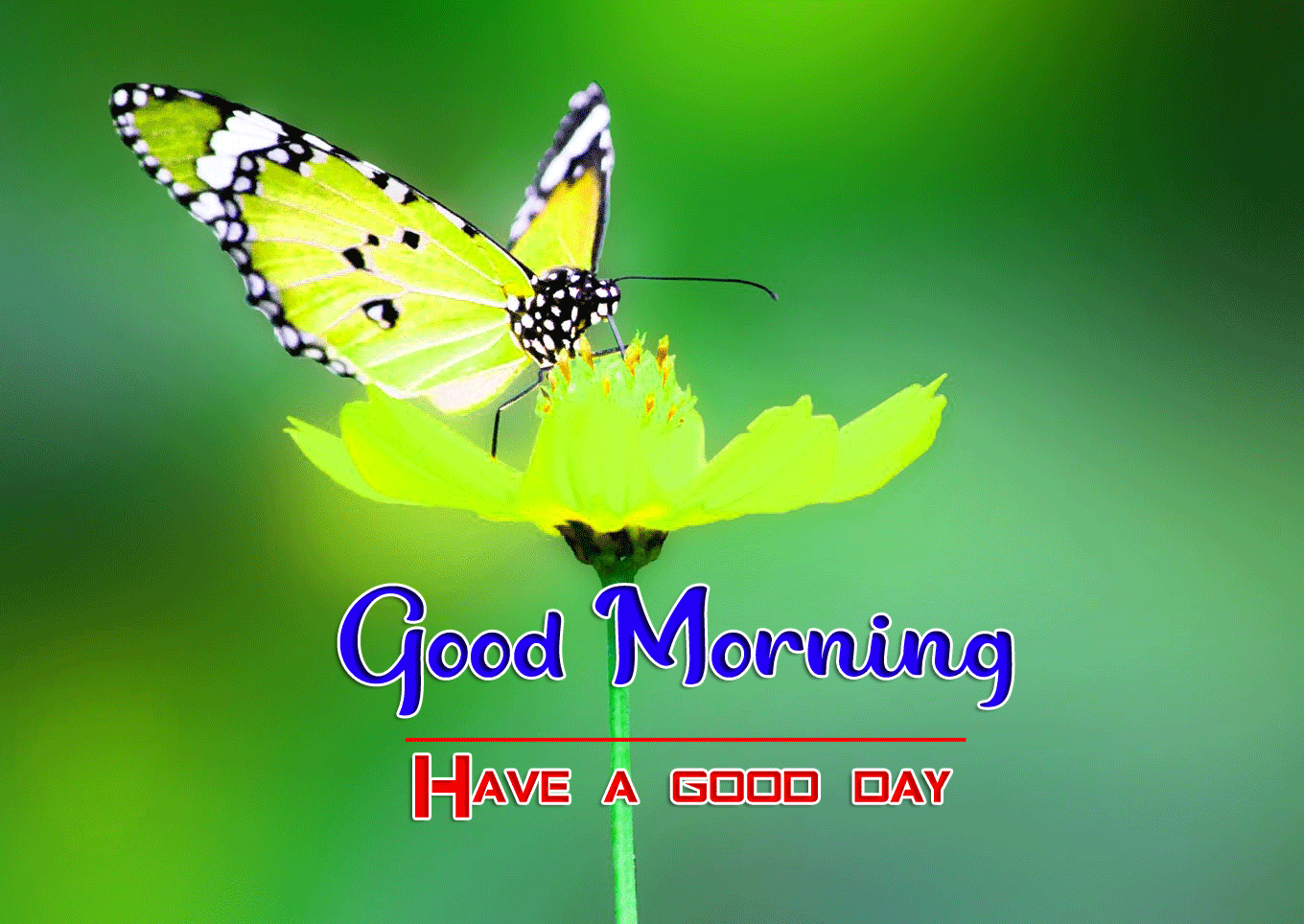 Good Morning Wishes Images HD 1080p 32