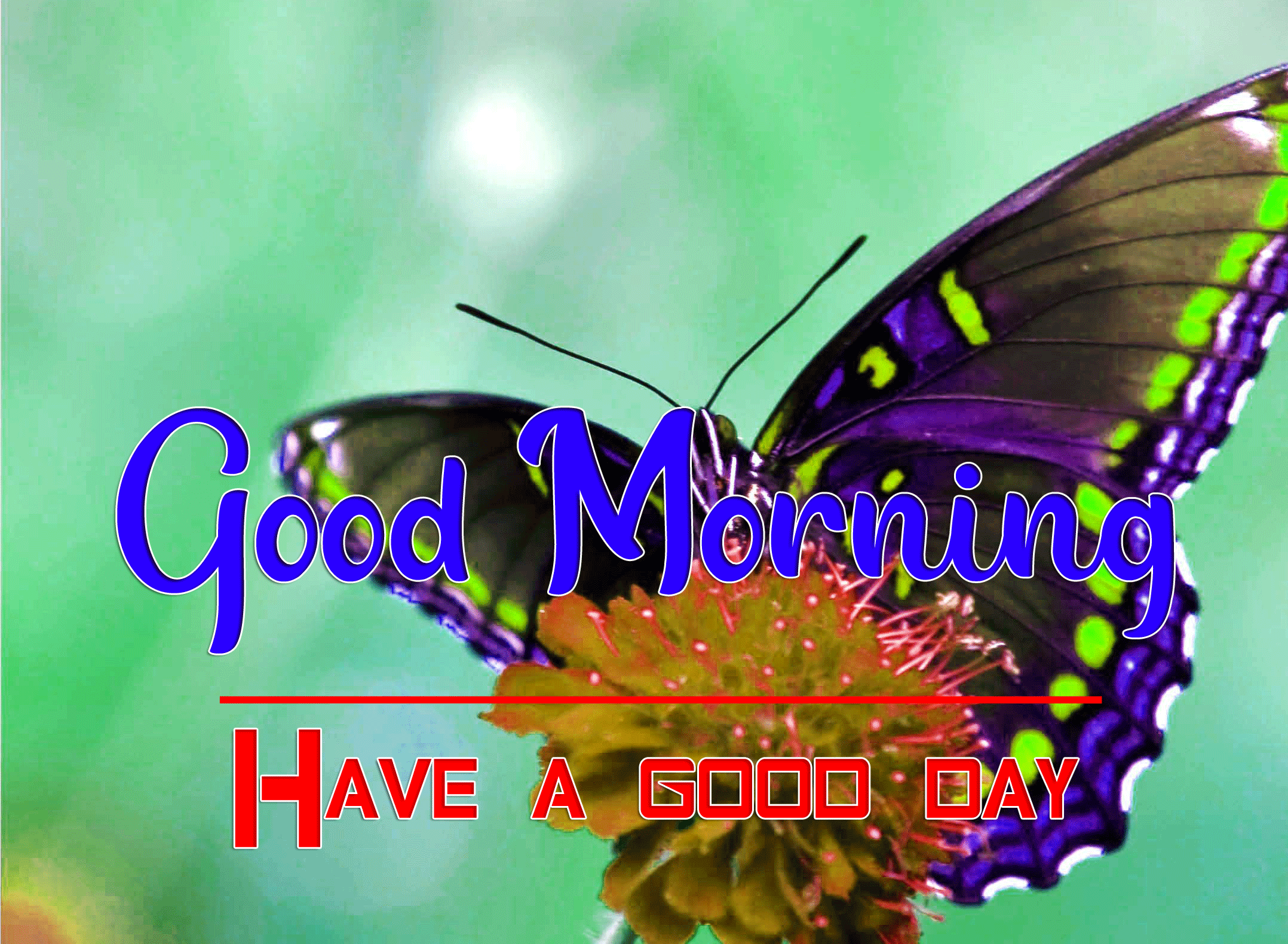 Good Morning Wishes Images HD 1080p 33