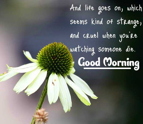 Quotes Good Morning Images Wallpaper pics Download 