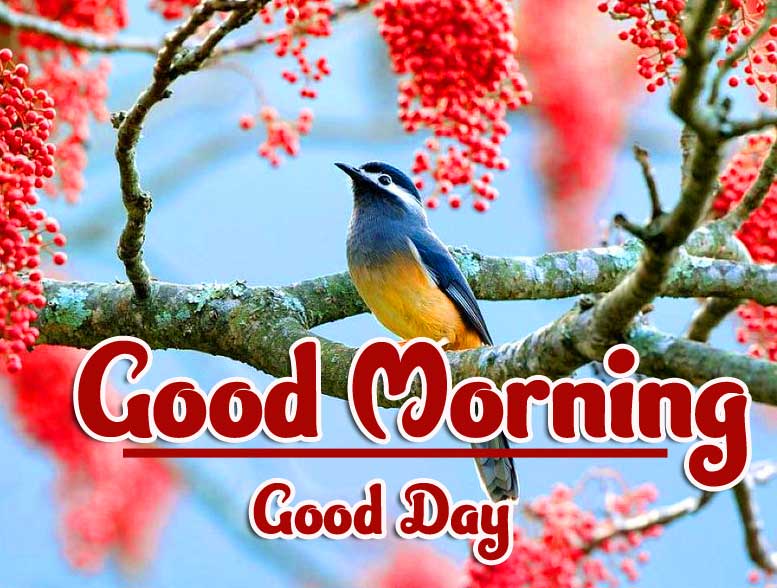 Best Latest Good Morning Images photo free Download 