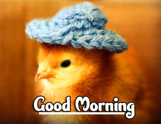 Best Latest Good Morning Images Wallpaper Pics Download