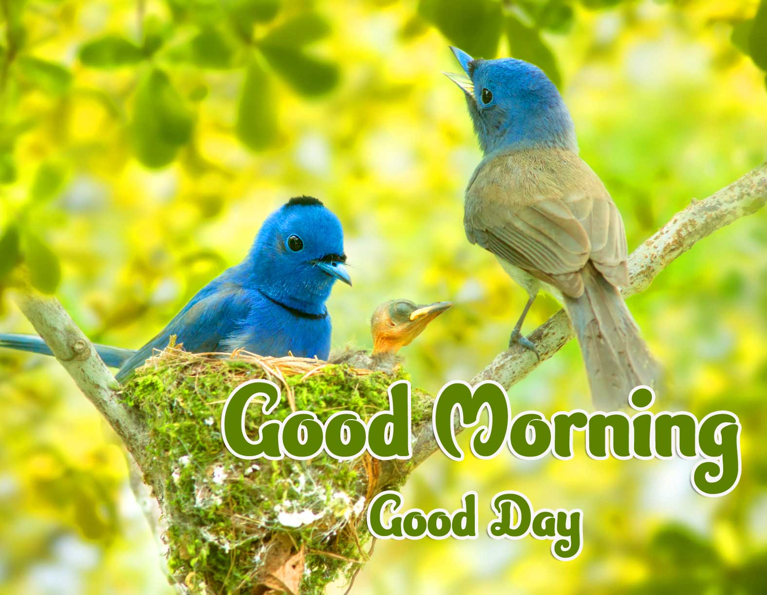 Best Latest Good Morning Images Pics free Download 