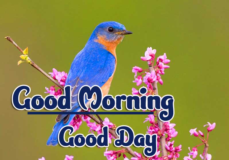Best Latest Good Morning Images Wallpaper free Download 