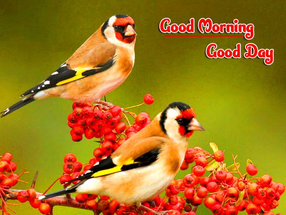 Best Latest Good Morning Images Pics Wallpaper DOWNLOAD 