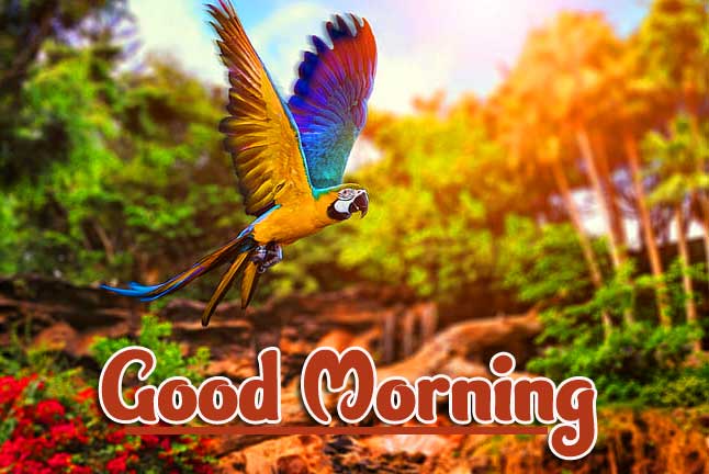 Best Latest Good Morning Images Pics For facebook 