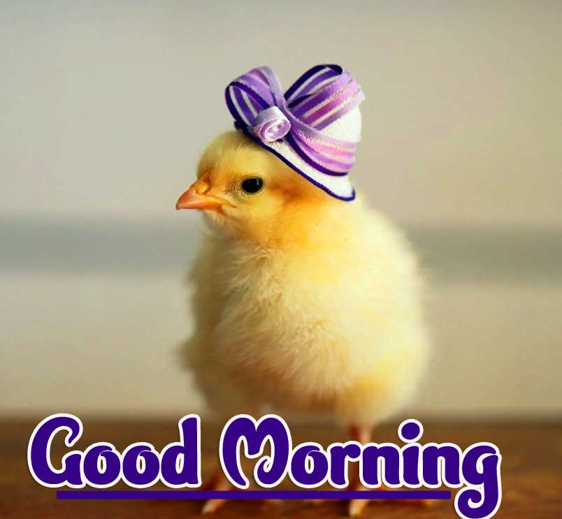 Best Latest Good Morning Images Wallpaper pics Download 