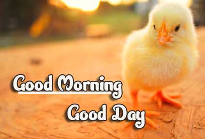 Latest Good Morning Images Full HD Free Download 98