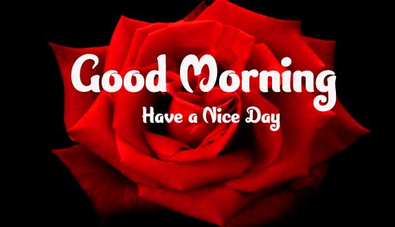 Latest Good Morning Images Full HD Free Download 99