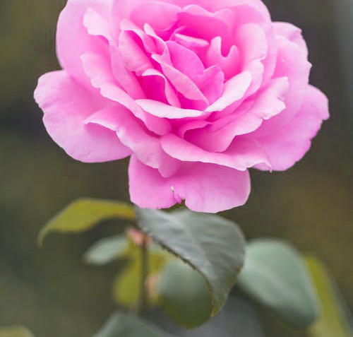 Rose Beautiful and Nice DP Images Pics Download 