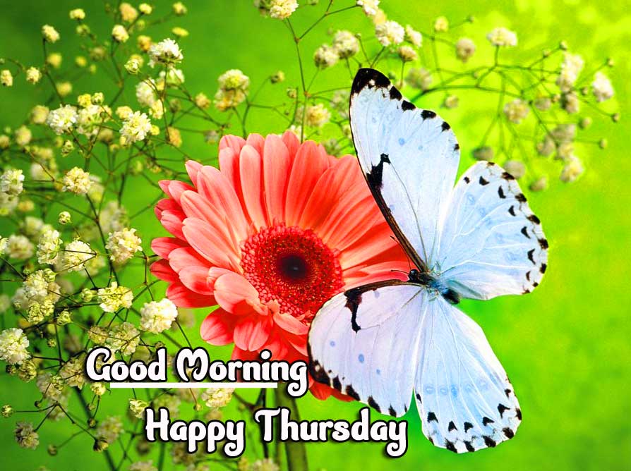 Thursday Good Morning Images Wallpaper pics Download 