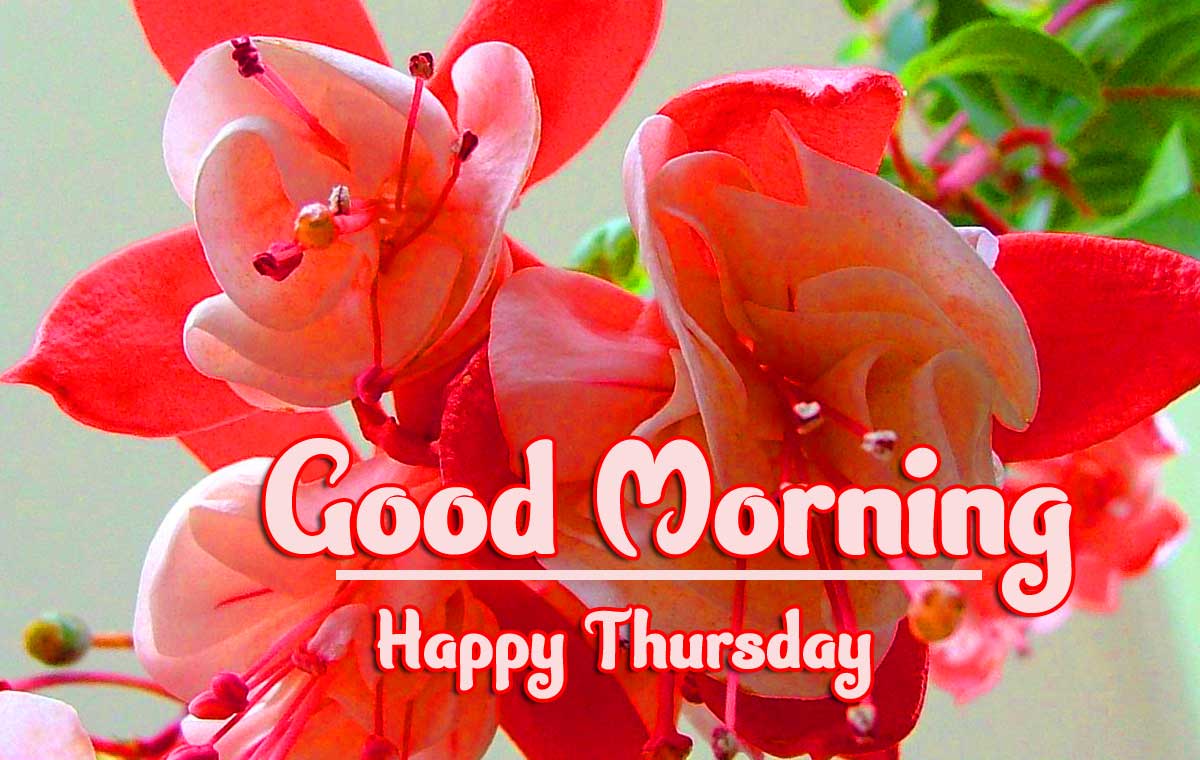 Thursday Good Morning Images Pictures Free Download 