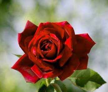 Red Rose Free Unique Whatsapp DP Profile Images Pics Download 