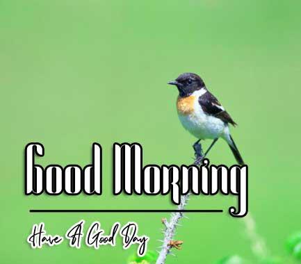good morning wishes to wife Wallpaper Pics Download 